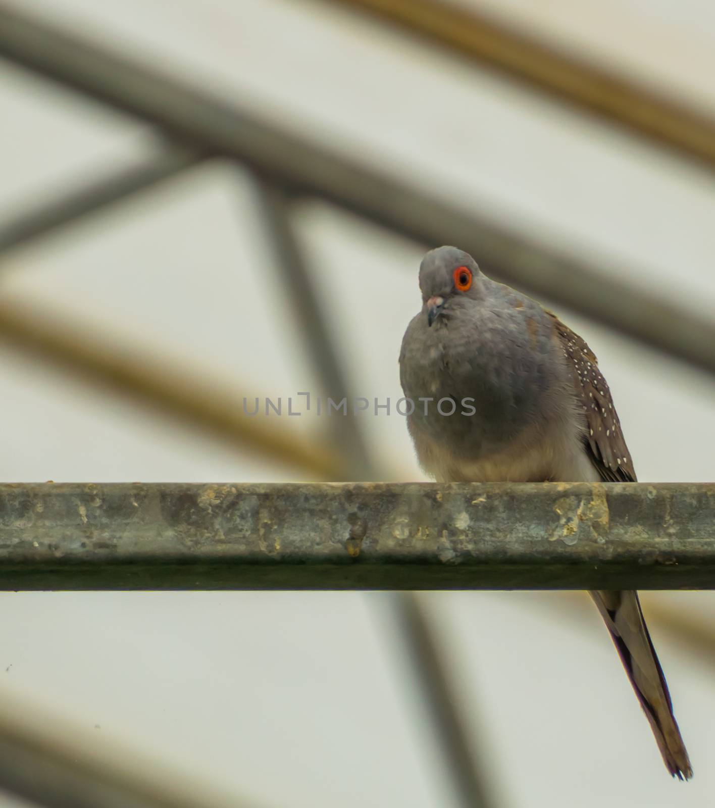 portrait of a diamond dove sitting on a metal beam in the aviary, small tropical pigeon from Australia