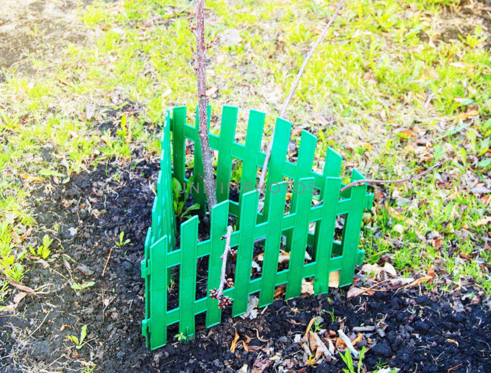 Green fence encloses and protects a young tree, sapling.