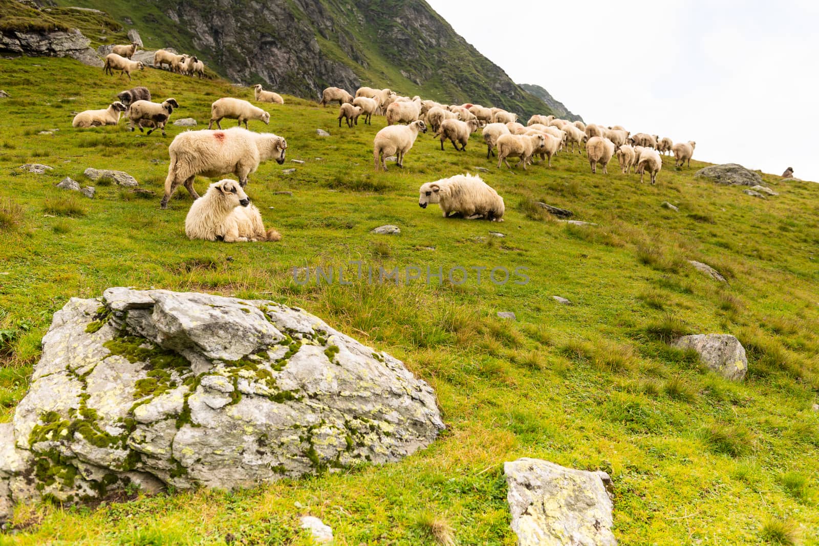 Flock of Sheep on top of Mountain Range by viscorp