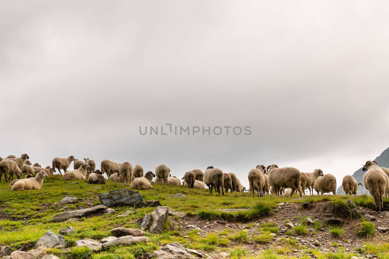 Flock of Sheep on top of Mountain Range by viscorp