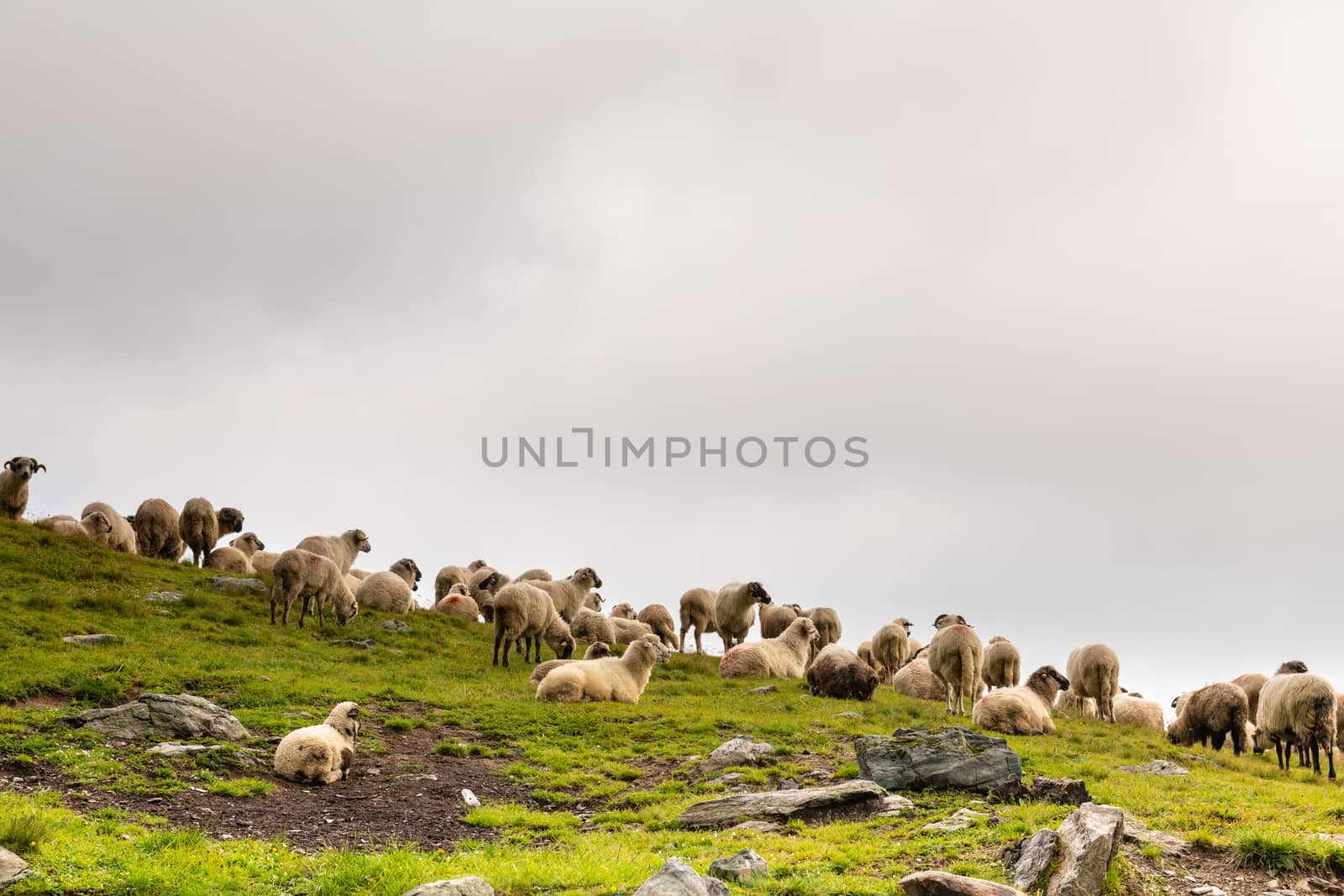 Flock of sheep grazing on green mountain slope in misty day, Carpathian Mountains, Romania.