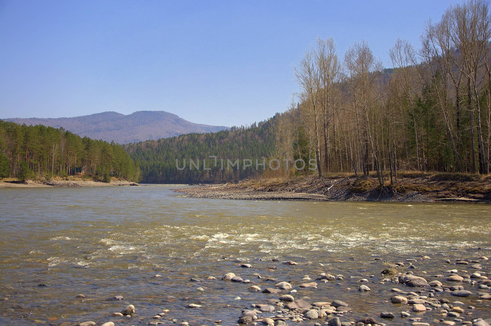 The rocky shore of the Katun River is covered with coniferous forest on the background of high hills. Altai, Siberia, Russia.