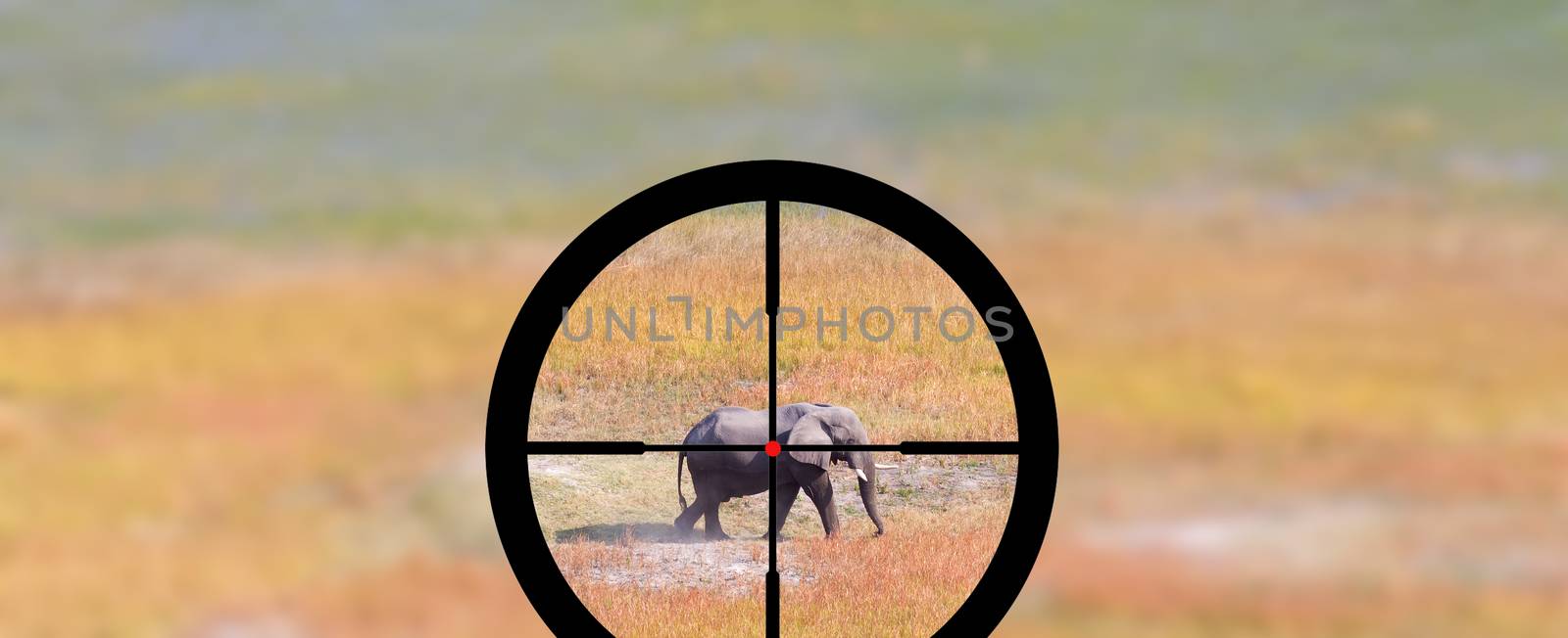 Hunting: African elephant in it's natural habitat by michaklootwijk