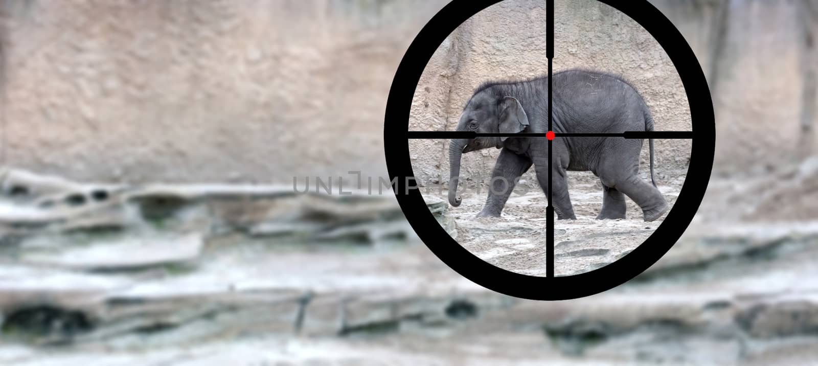 Hunting: African elephant in it's natural habitat, view of a hunter