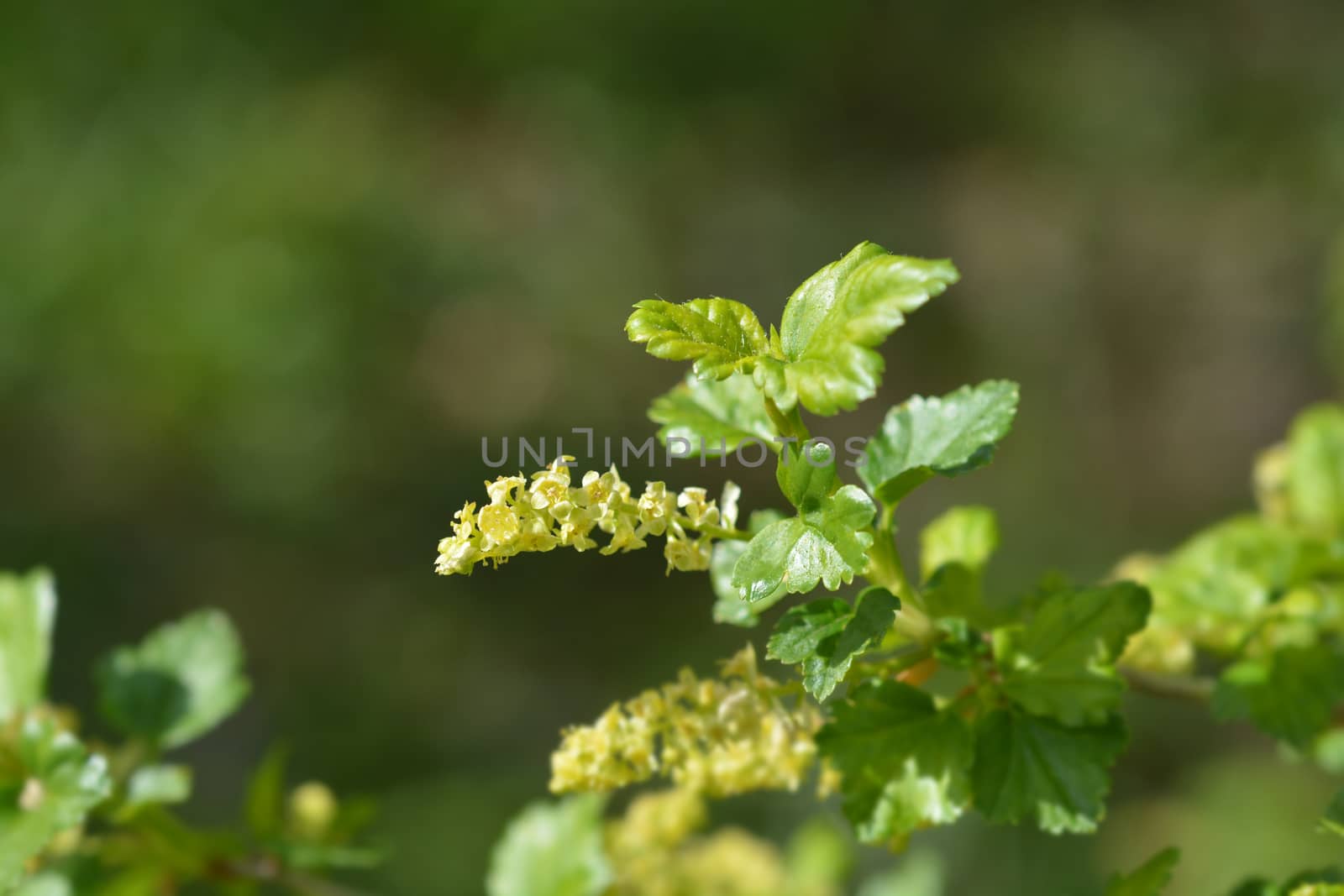 Mountain currant - Latin name - Ribes alpinum