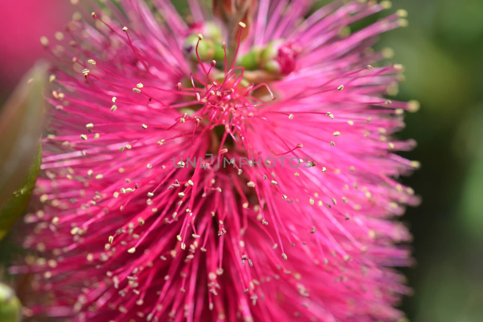 Bottlebrush Hot Pink - Latin name - Callistemon viminalis Hot Pink (Melaleuca viminalis Hot Pink)