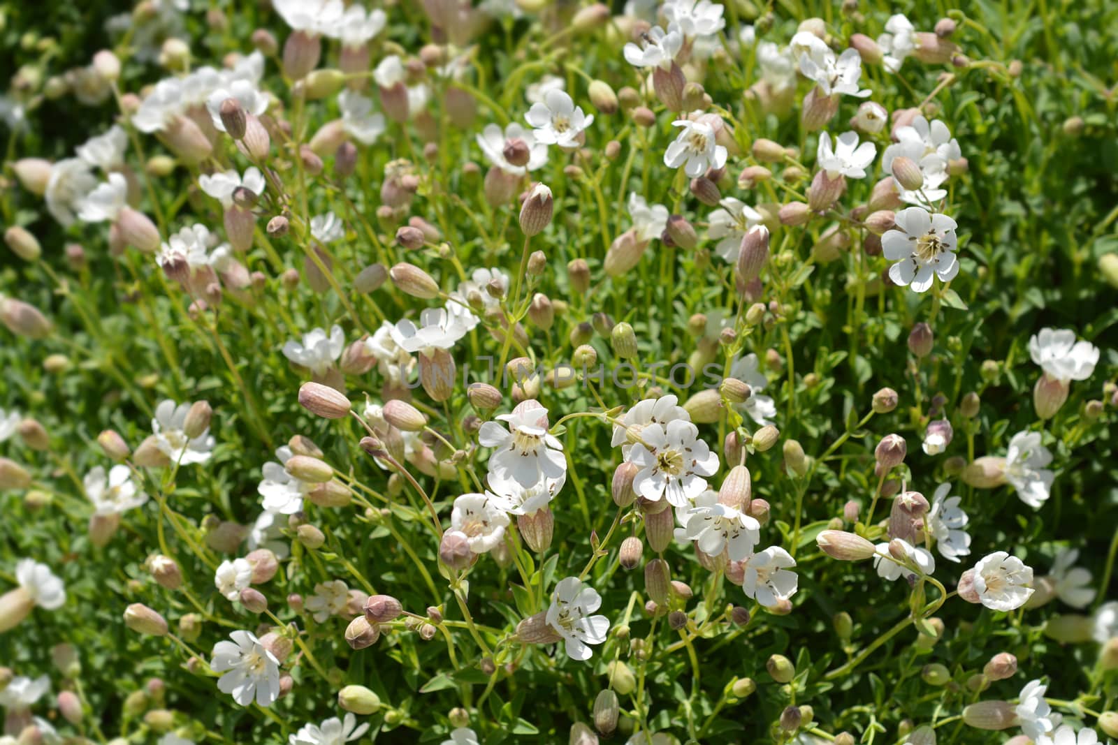 Sea campion - Latin name - Silene uniflora (Silene vulgaris subsp. maritima)