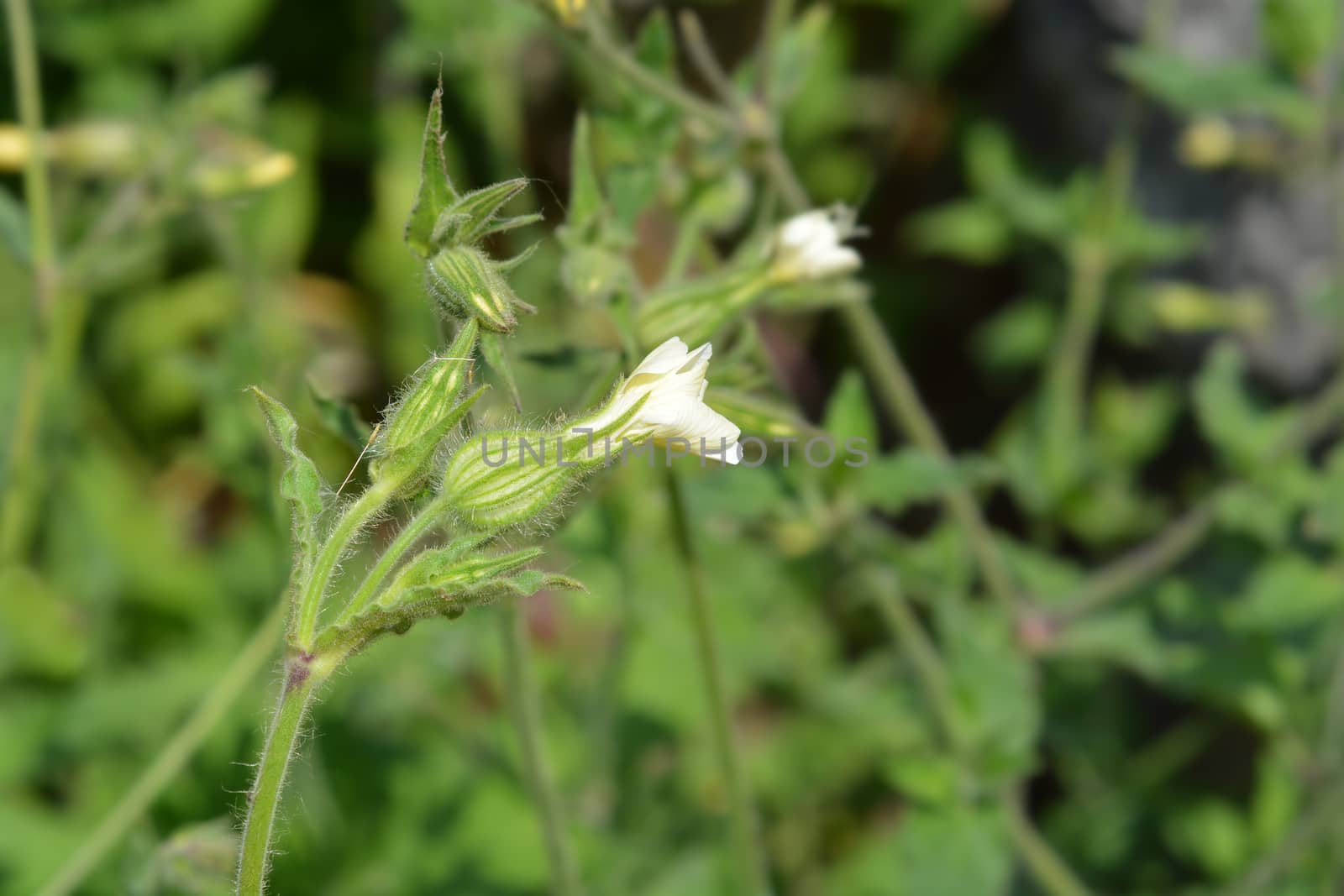 Unusual campion - Latin name - Silene paradoxa