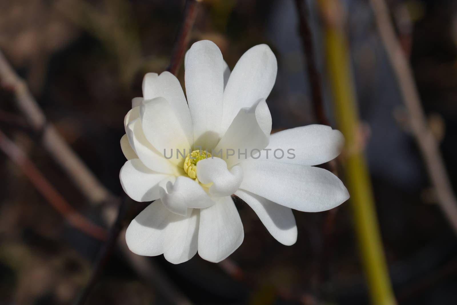 Star magnolia flower - Latin name - Magnolia stellata