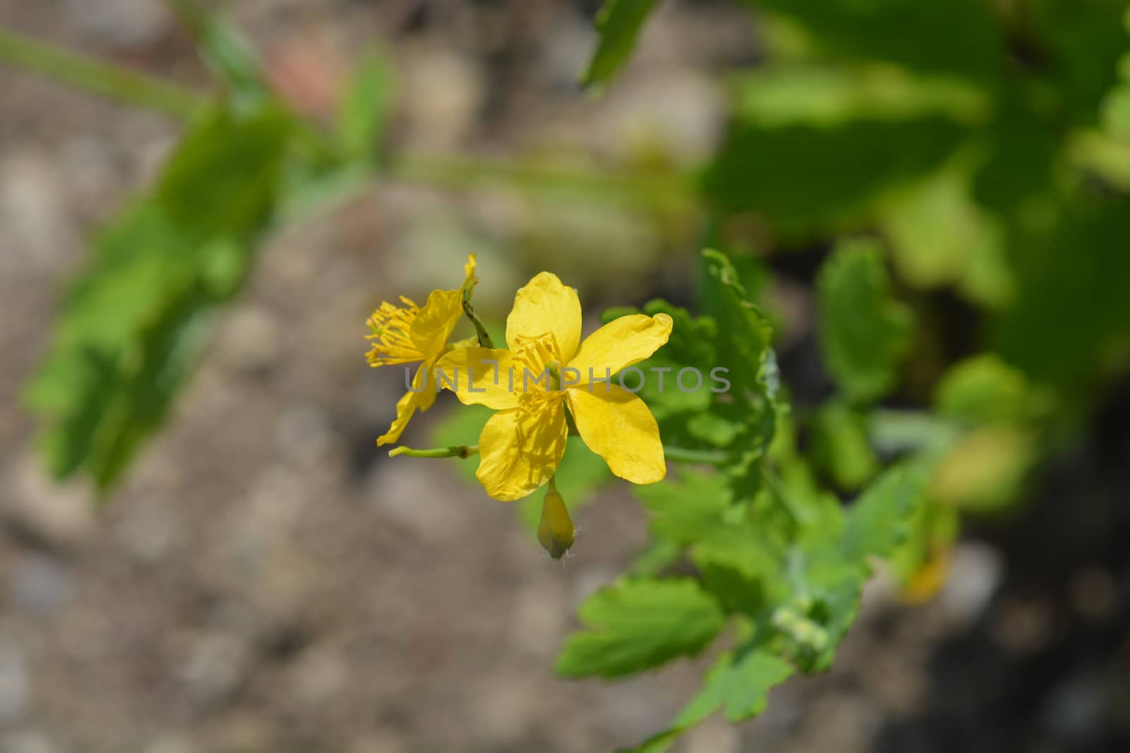 Greater celandine - Latin name - Chelidonium majus