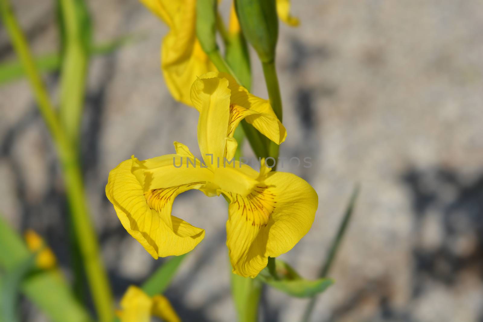 Yellow iris by nahhan