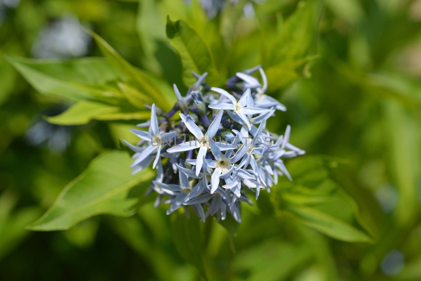 Blue dogbane by nahhan