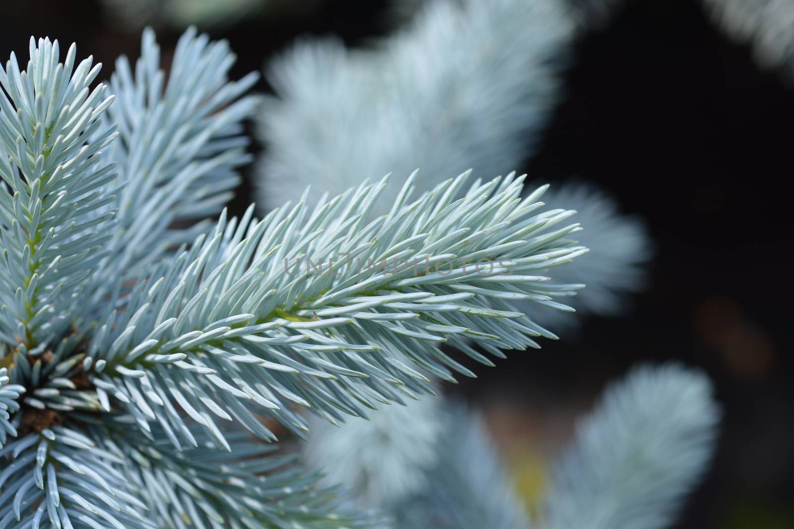 Hoops Colorado blue spruce - Latin name - Picea pungens Hoopsii