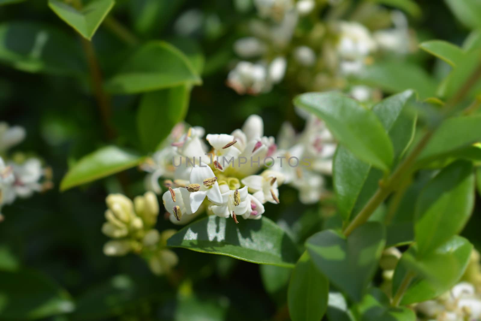 Delavay privet - Latin name - Ligustrum delavayanum