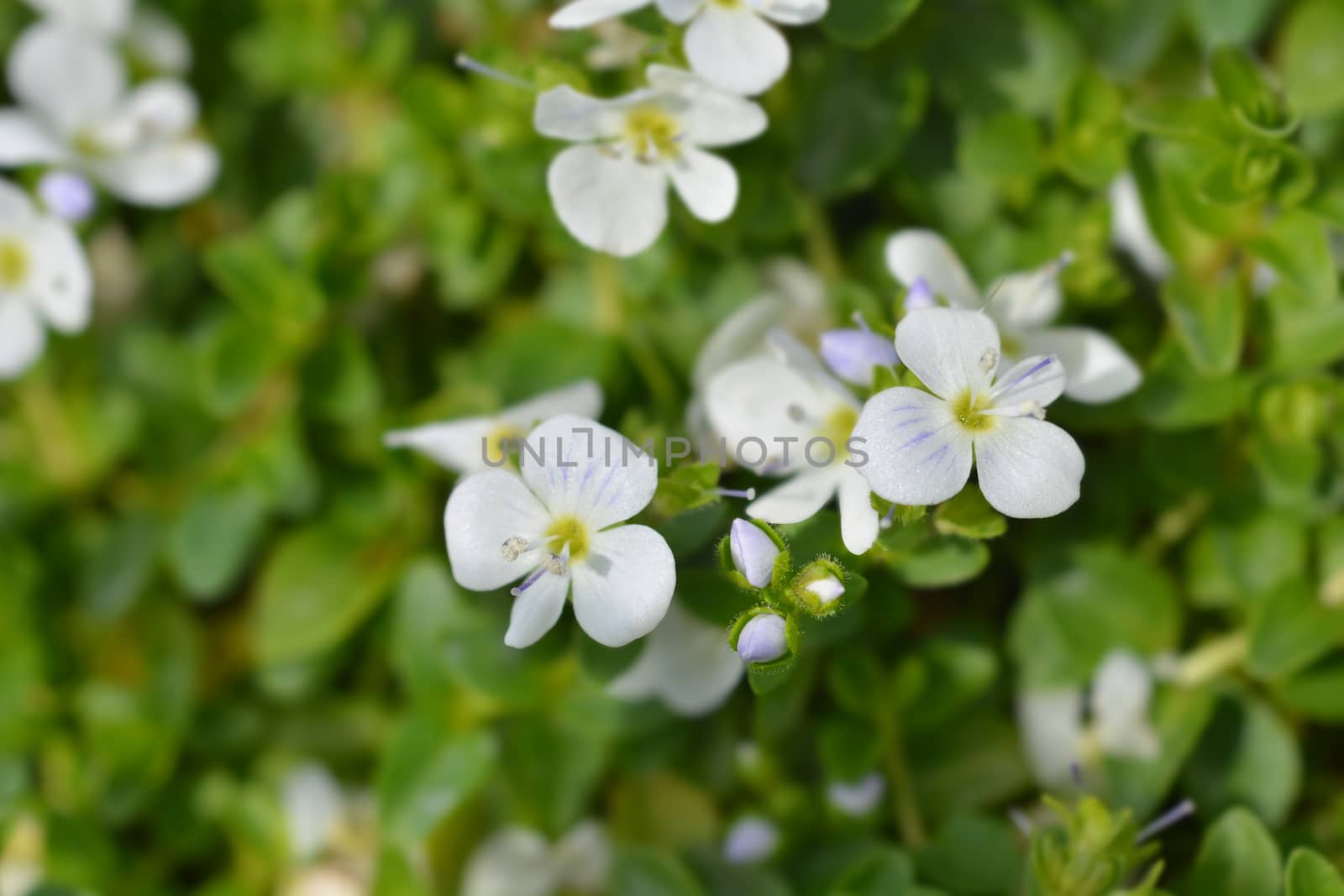 Creeping speedwell by nahhan