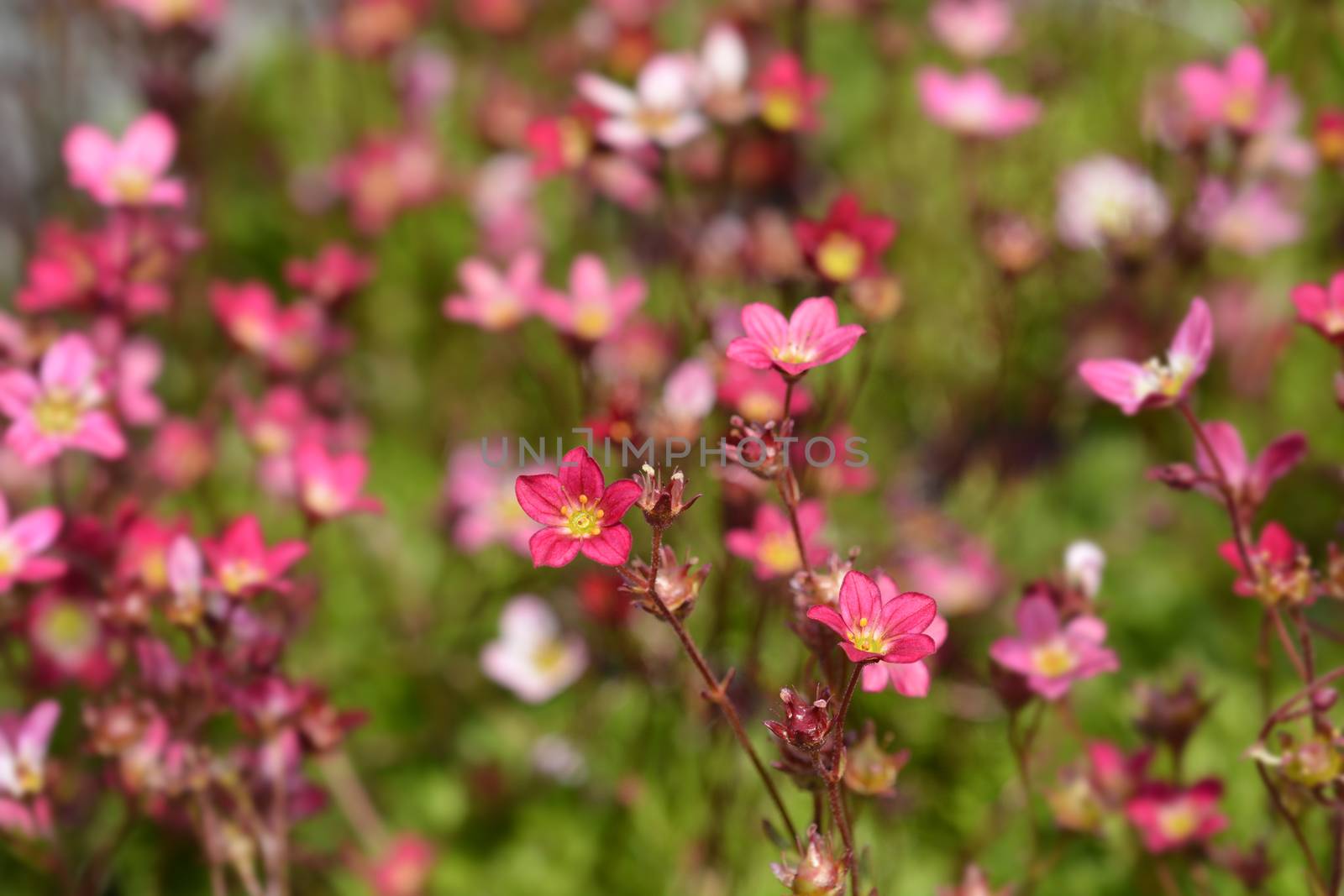 Saxifrage Peter Pan - Latin name - Saxifraga x arendsii Peter Pan