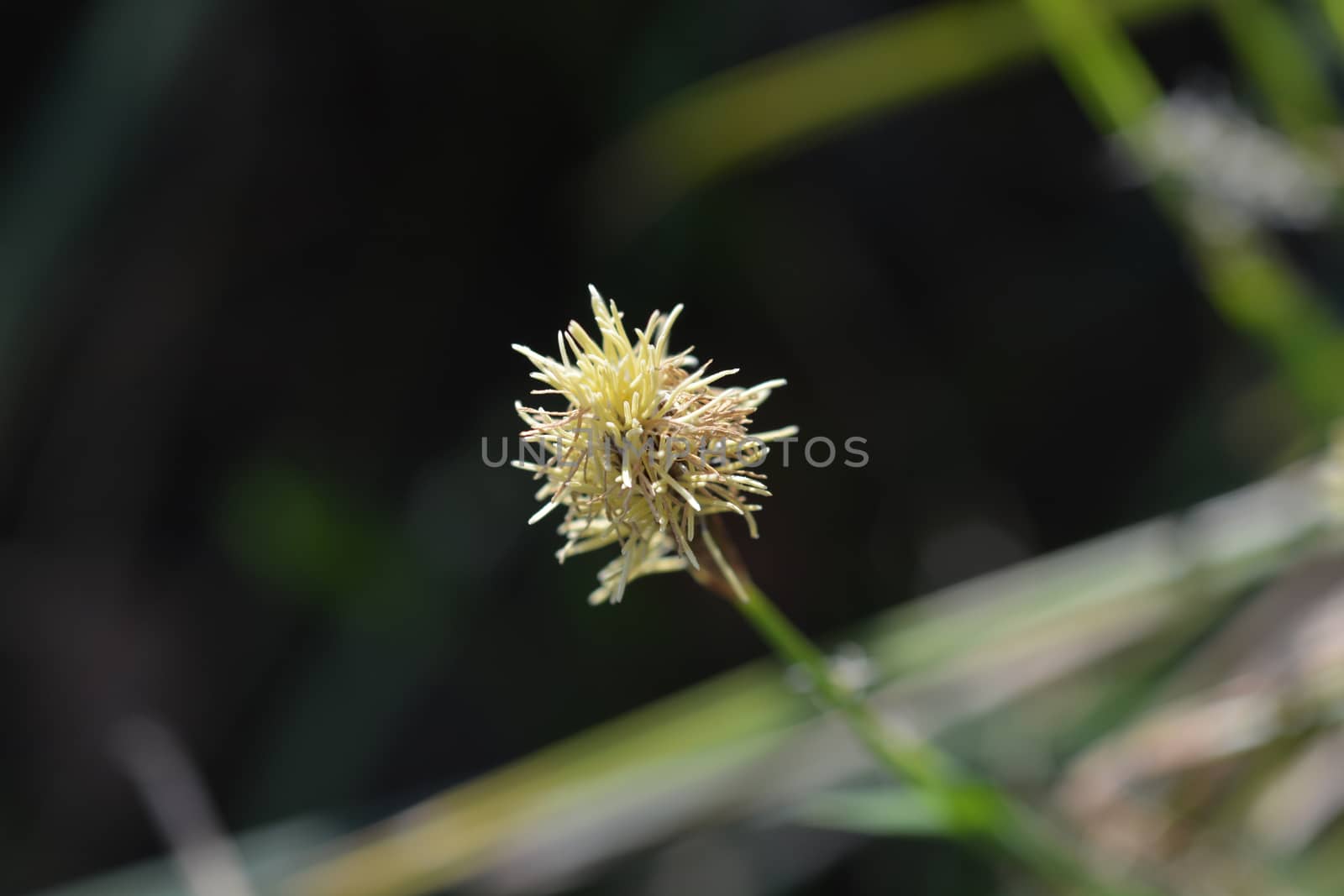 Wood sedge by nahhan