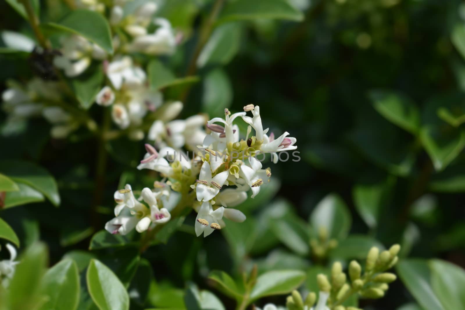 Delavay privet - Latin name - Ligustrum delavayanum