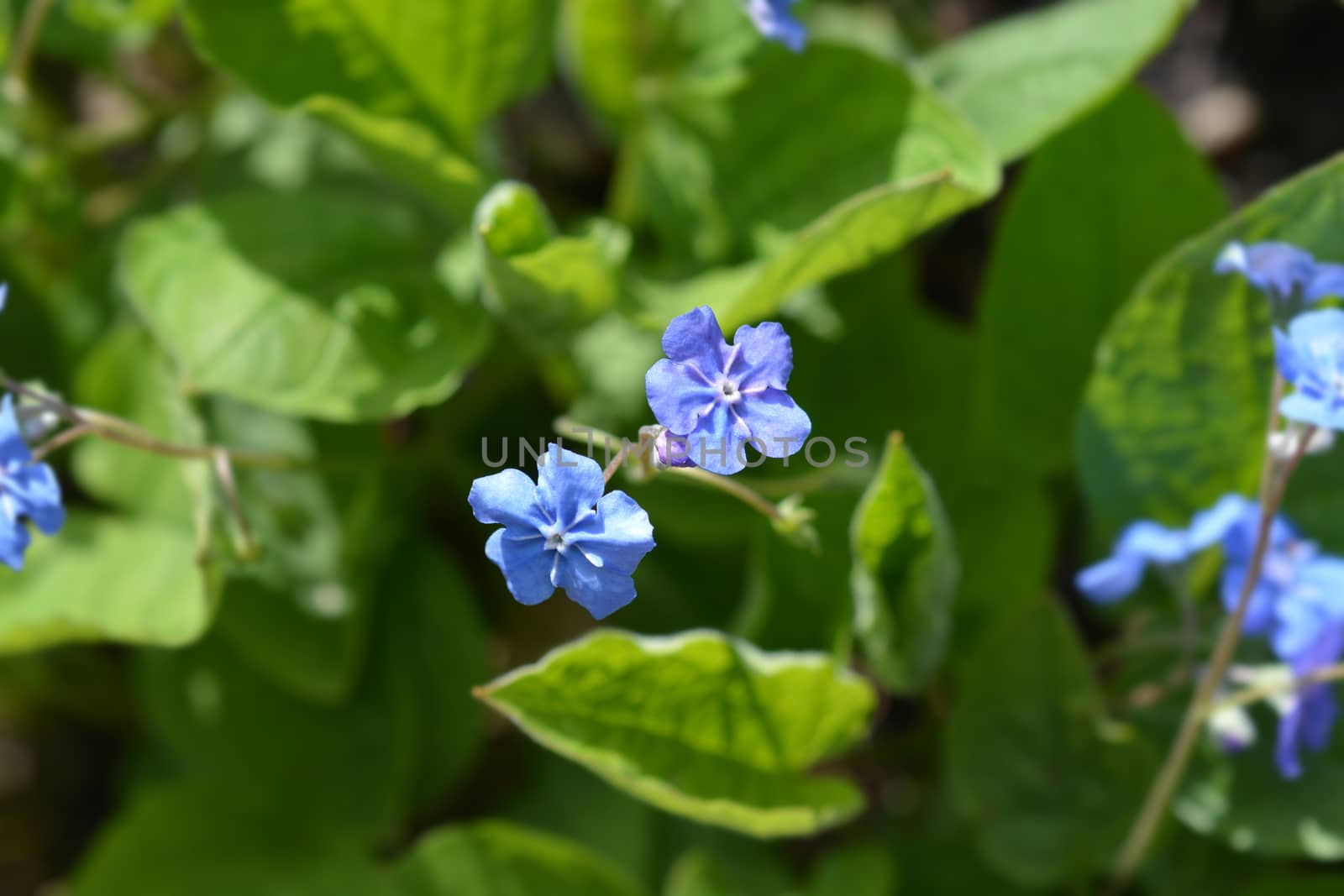 Blue-eyed Mary by nahhan