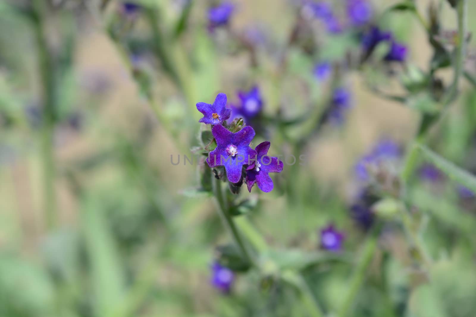 Common bugloss - Latin name - Anchusa officinalis