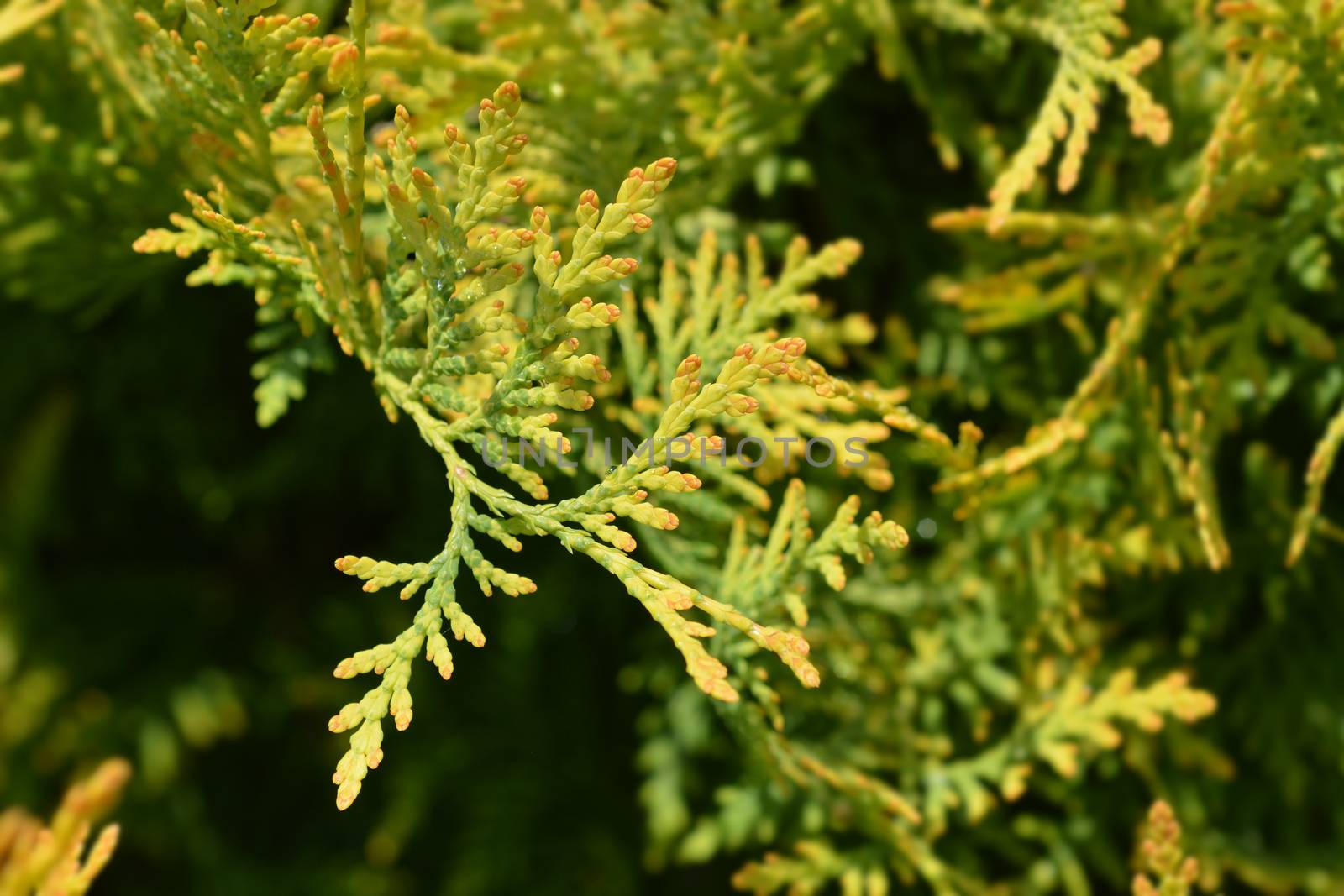 Golden Globe Arborvitae - Latin name - Thuja occidentalis Golden Globe