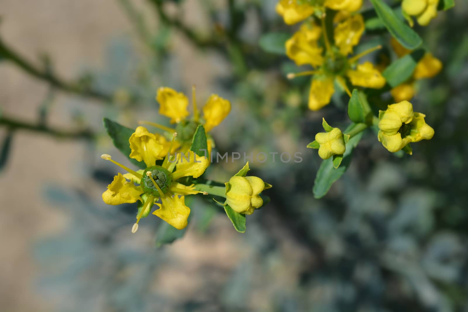 Common rue - Latin name - Ruta graveolens