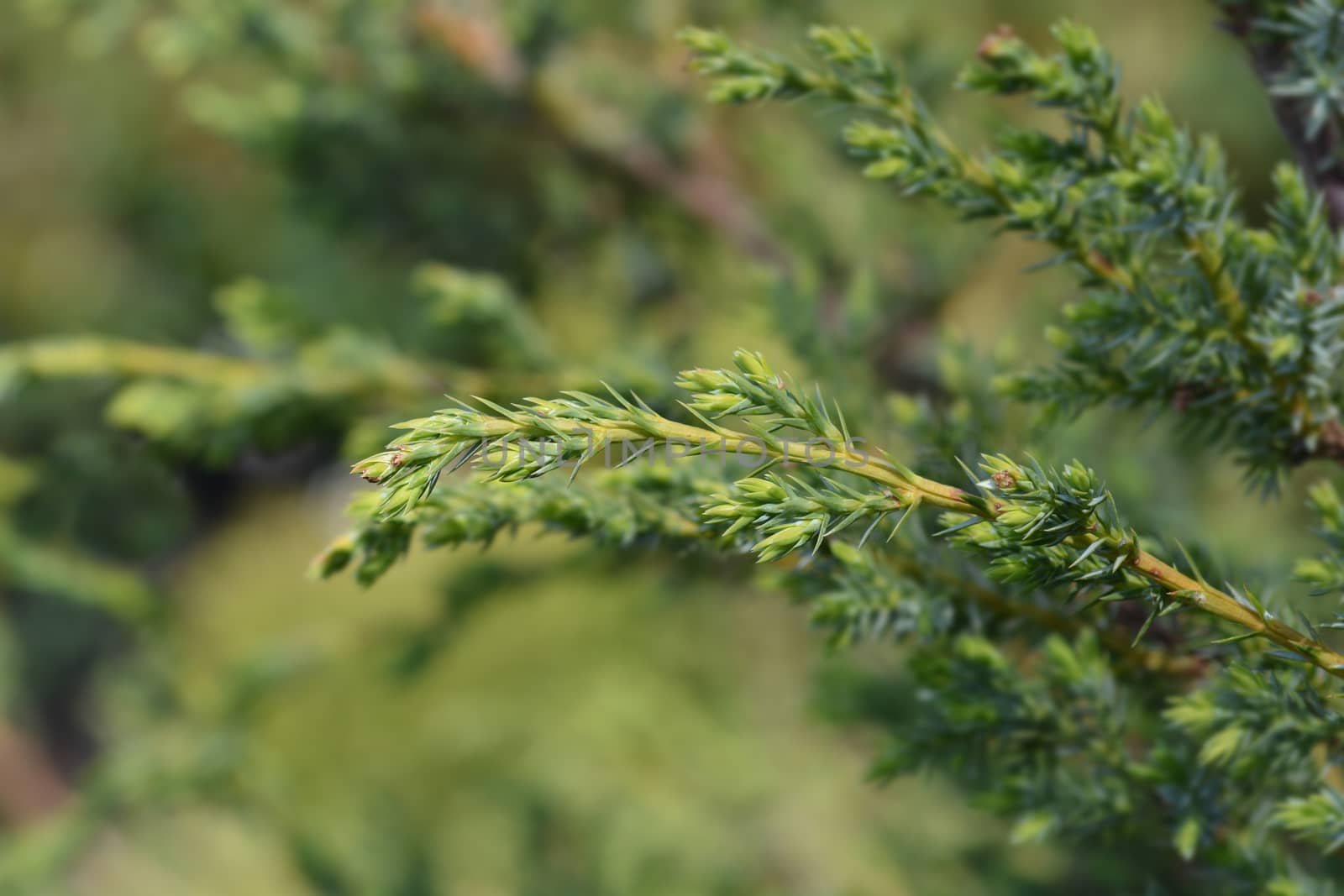 Chinese juniper Blue Alps - Latin name - Juniperus chinensis Blue Alps