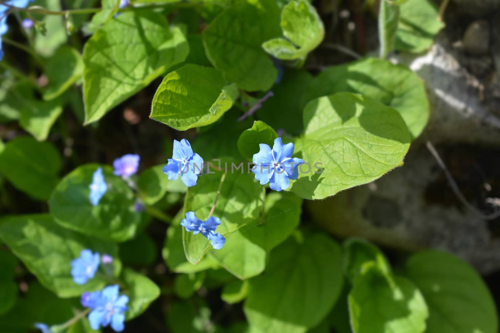 Blue-eyed Mary by nahhan