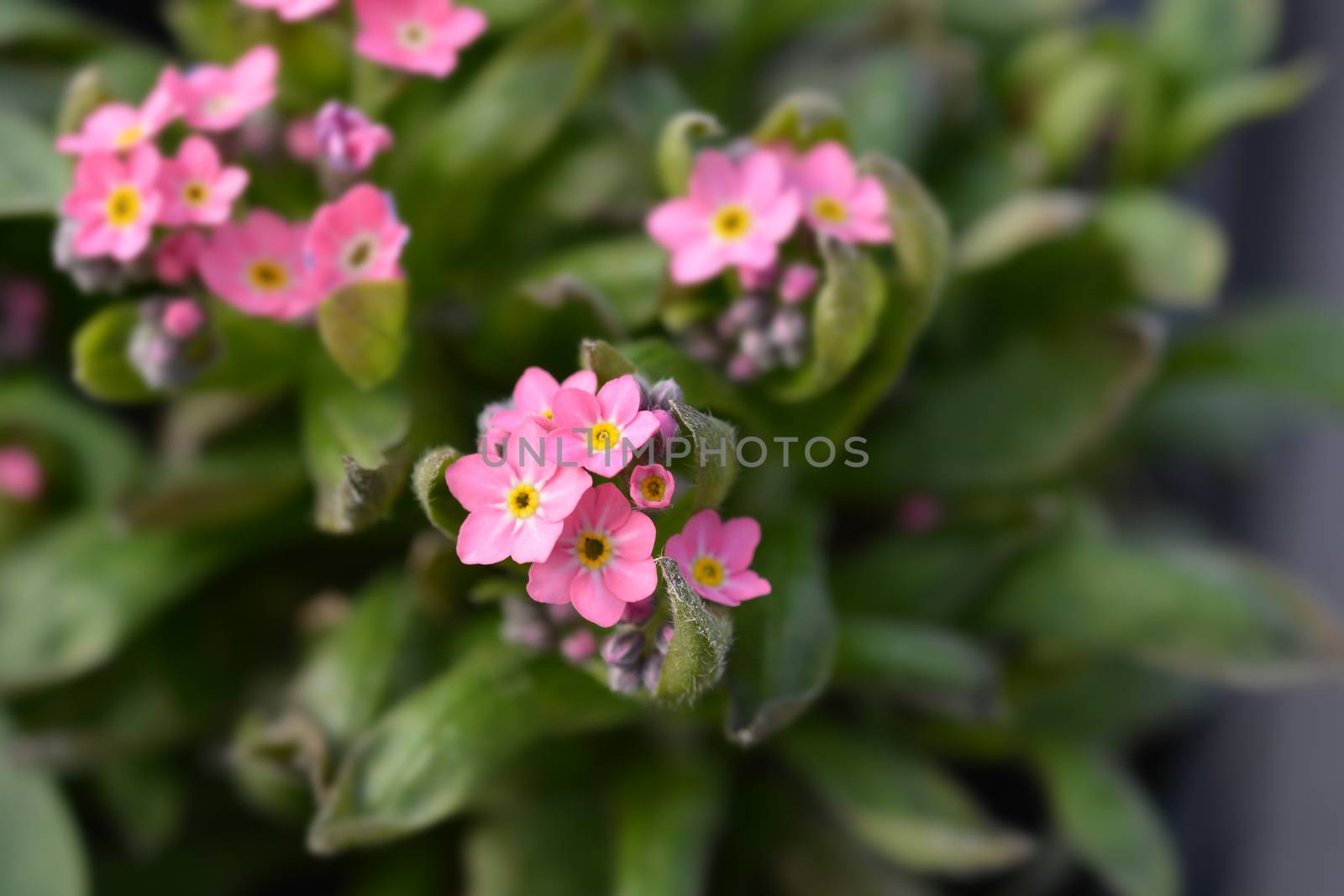 Pink Woodland forget-me-not - Latin name - Myosotis sylvatica