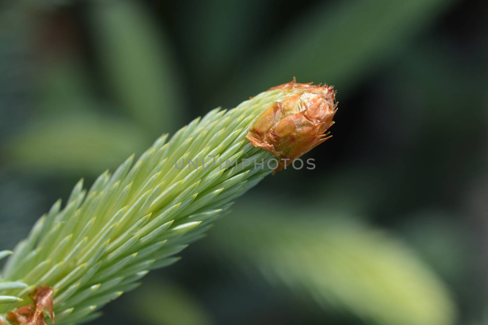 Fat Albert Colorado blue spruce by nahhan