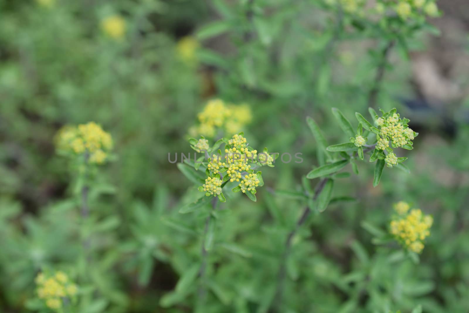 Italian alyssum - Latin name - Alyssum argenteum