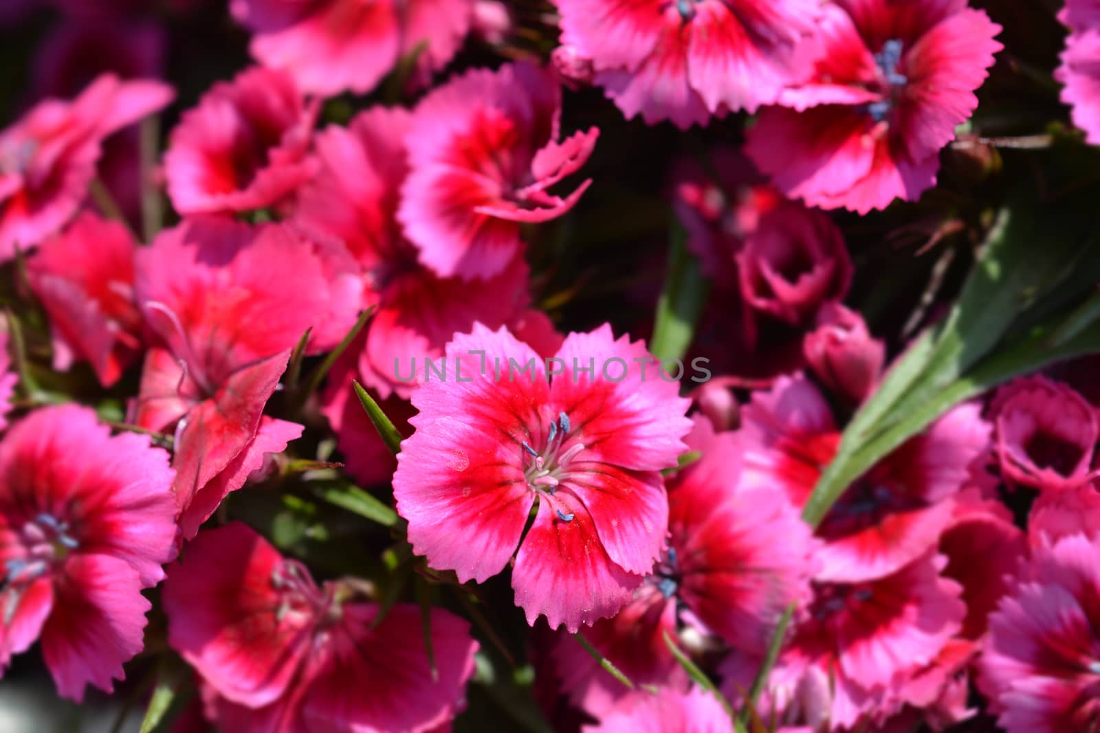 Sweet William - Latin name - Dianthus barbatus