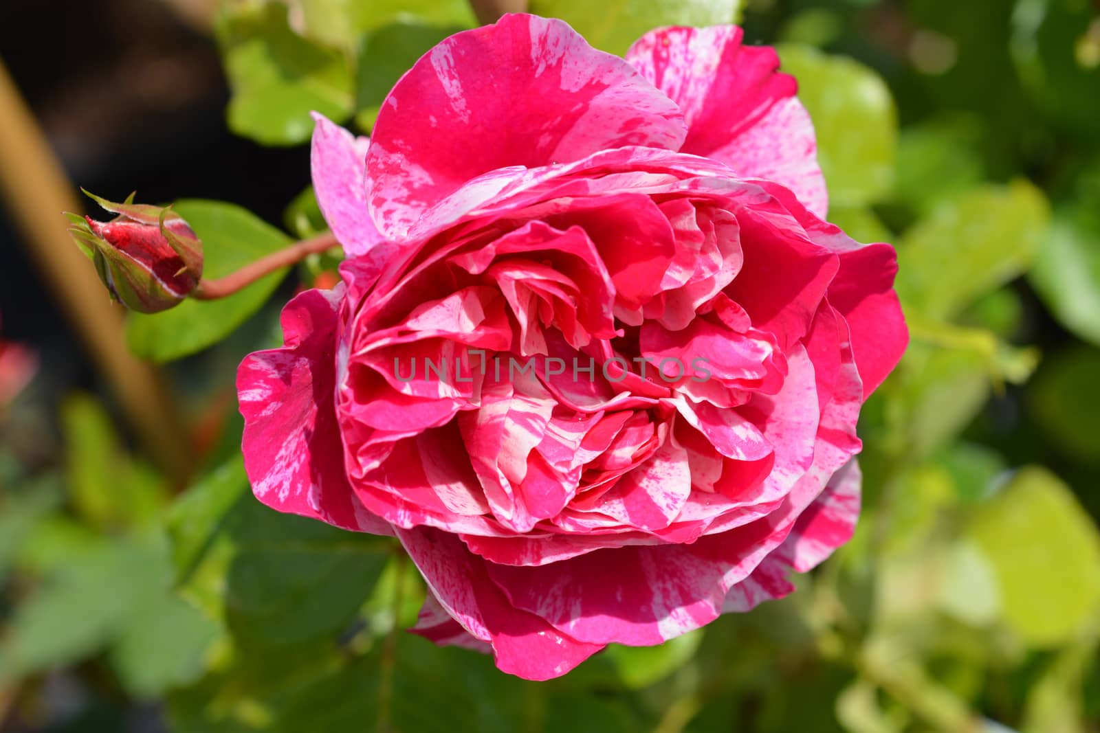 Rose Ines Sastre - Latin name - Rosa Ines Sastre