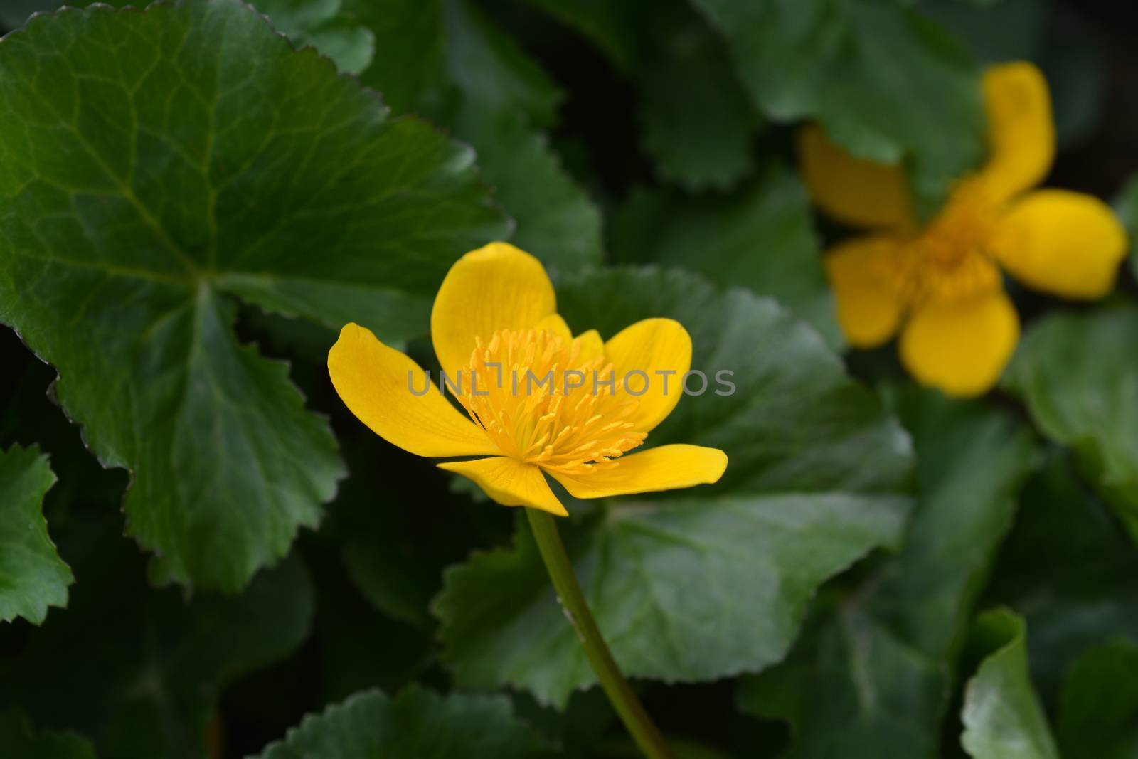 Marsh Marigold - Latin name - Caltha palustris