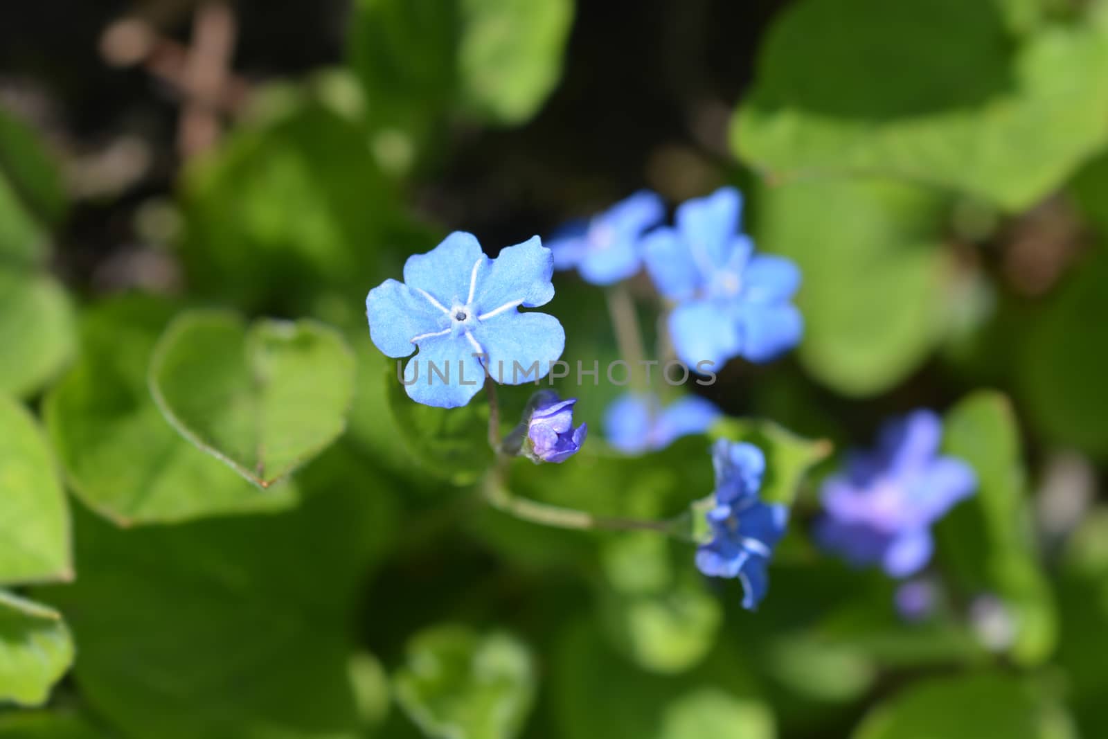 Blue-eyed Mary by nahhan