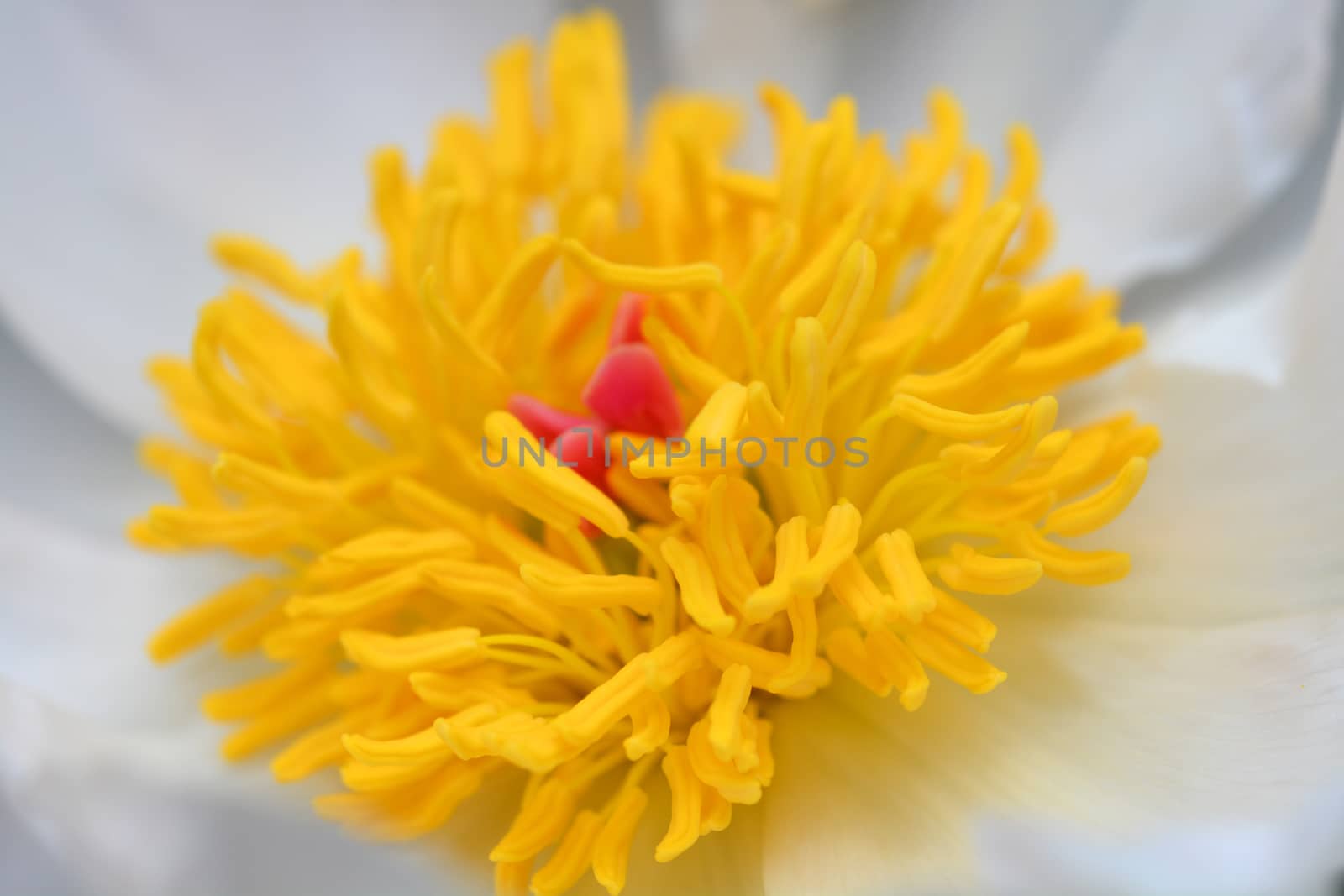 White Fragrant peony - Latin name - Paeonia lactiflora