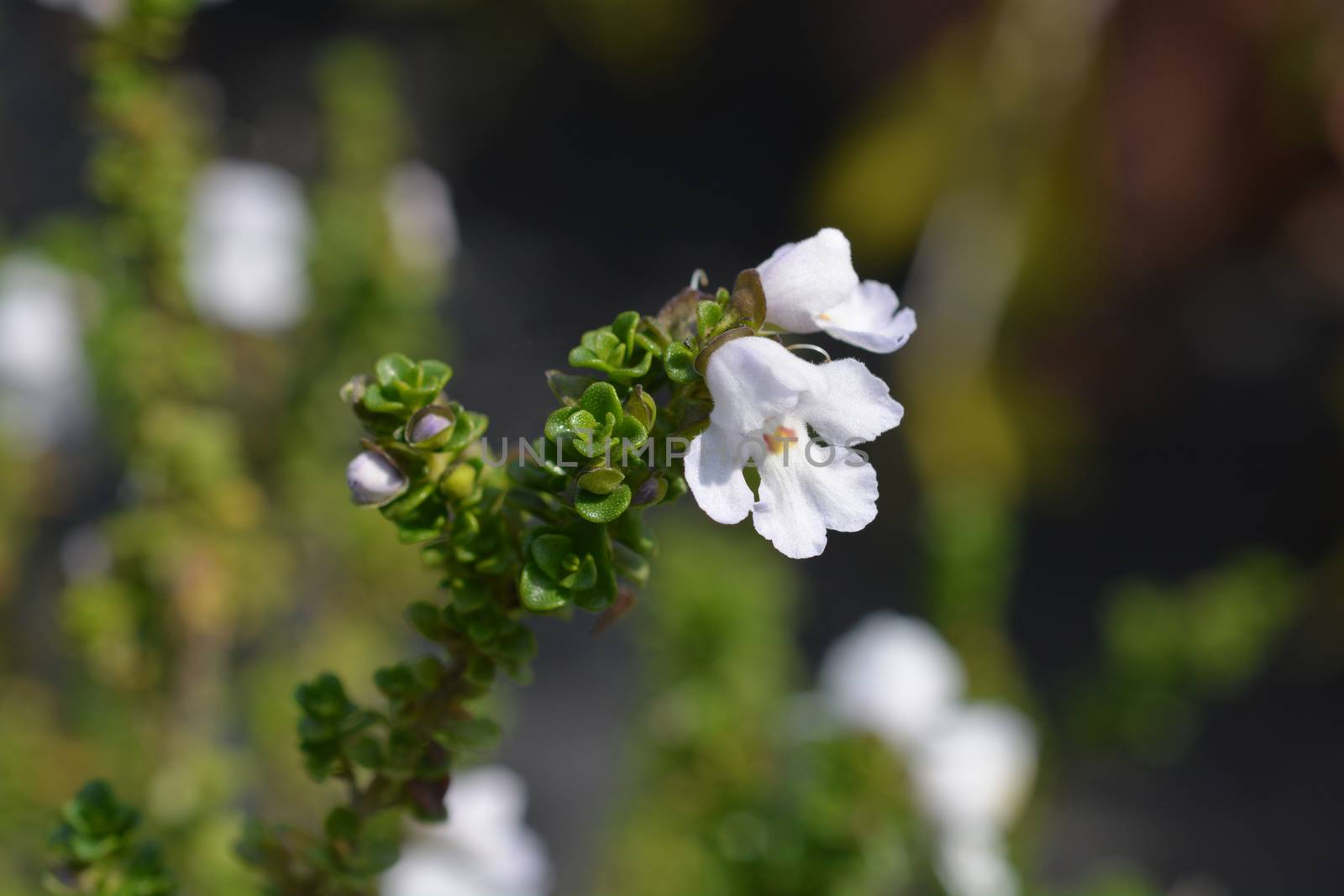 Alpine mint bush by nahhan