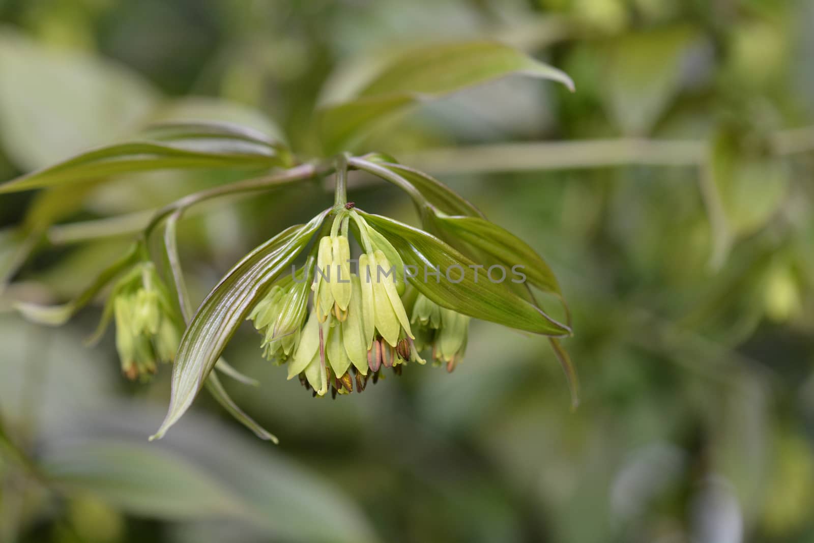 Fairy bells Night Heron - Latin name - Disporum cantoniense Night Heron