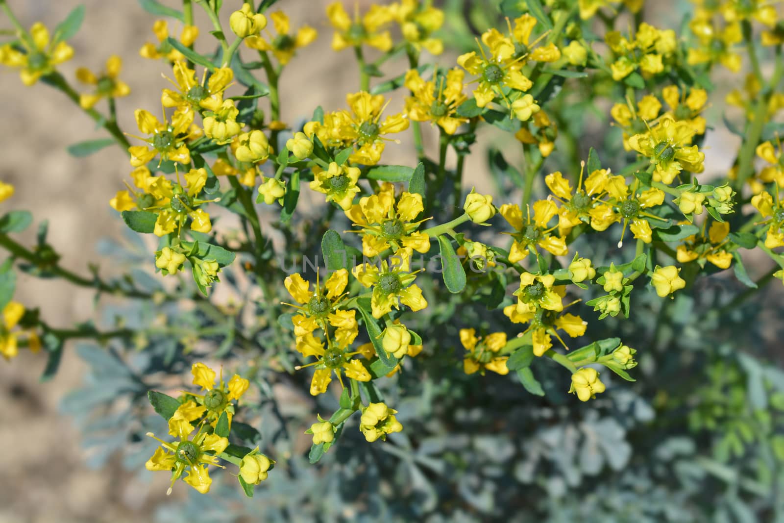 Common rue - Latin name - Ruta graveolens