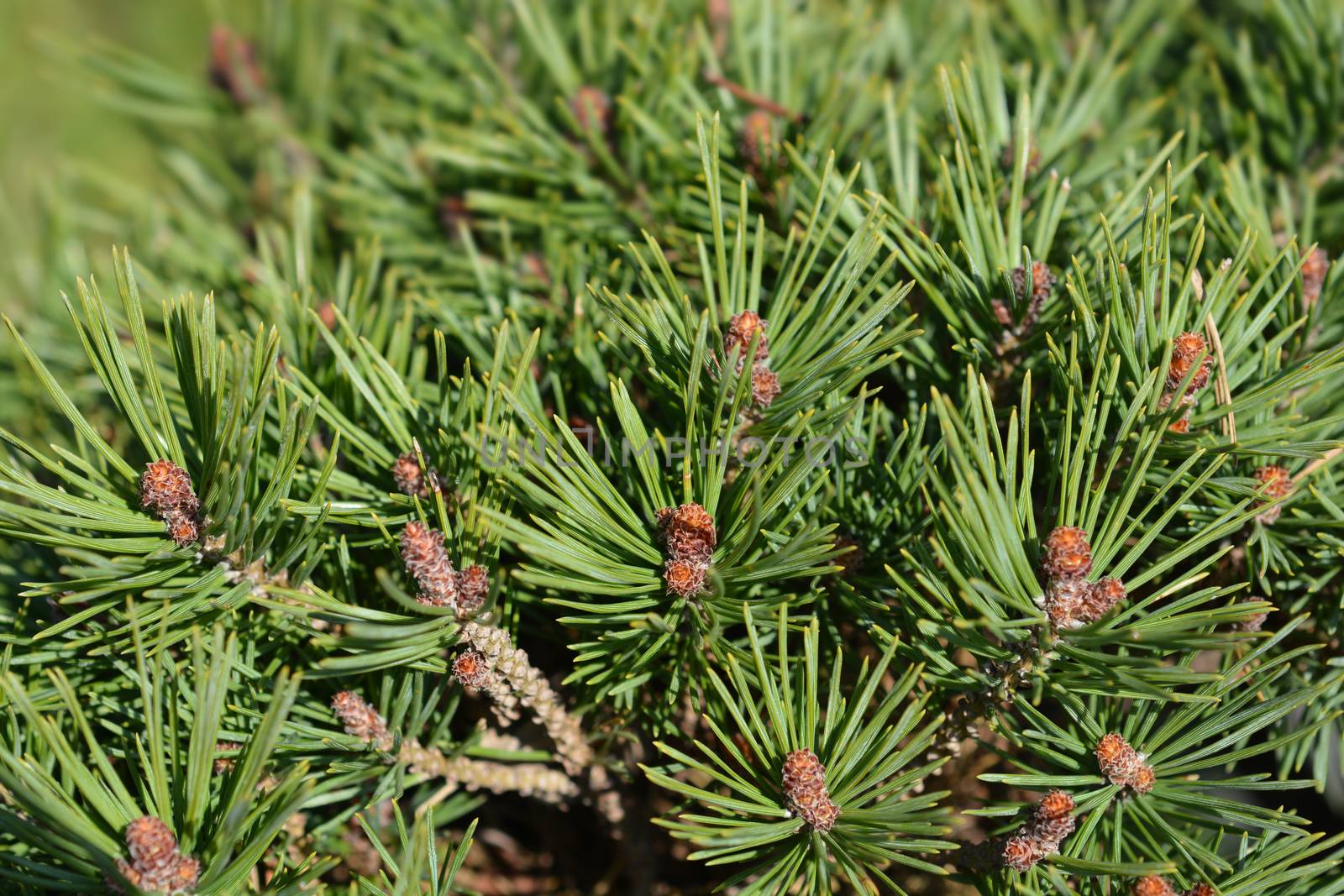 Walter pine - Latin name - Pinus sylvestris Watereri