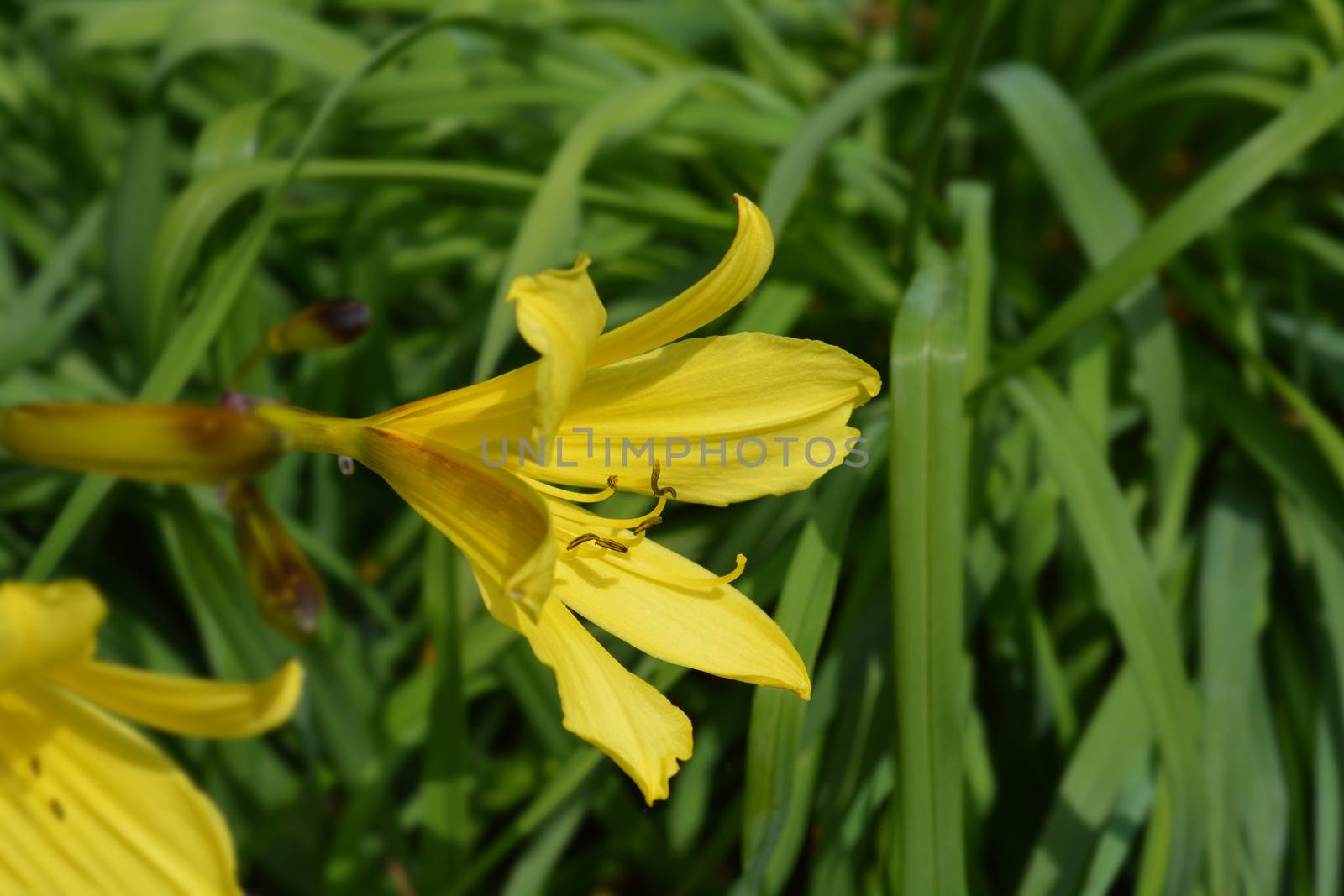 Citron daylily - Latin name - Hemerocallis citrina