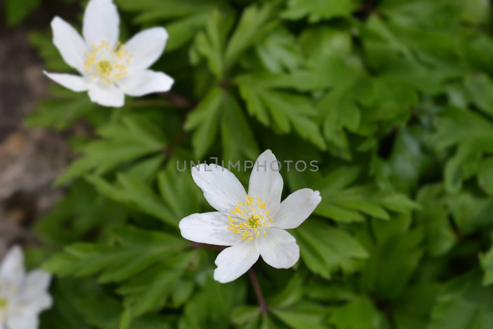 Wood anemone - Latin name - Anemone nemorosa