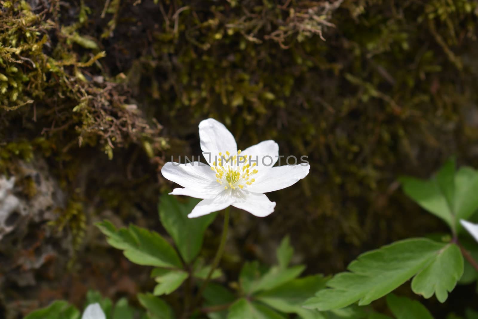 Wood anemone by nahhan