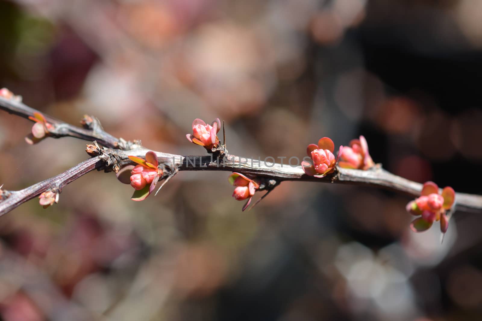 Japanese barberry Natasja by nahhan