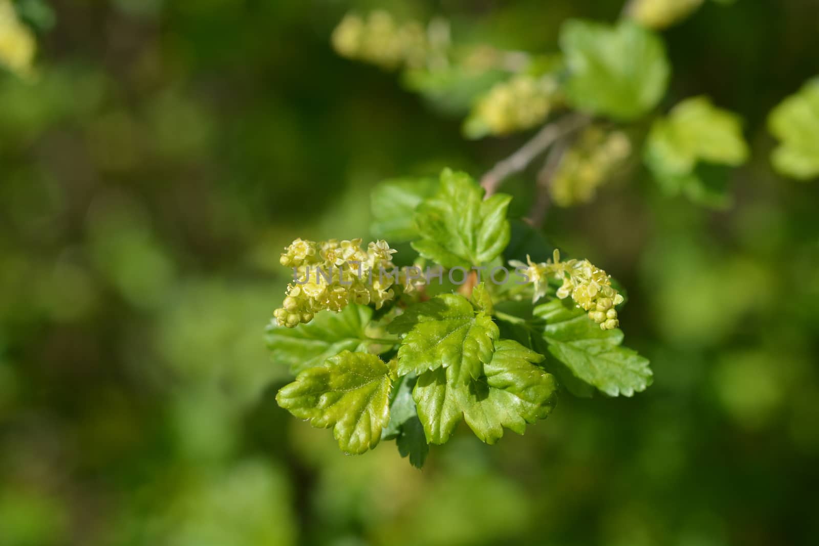 Mountain currant by nahhan