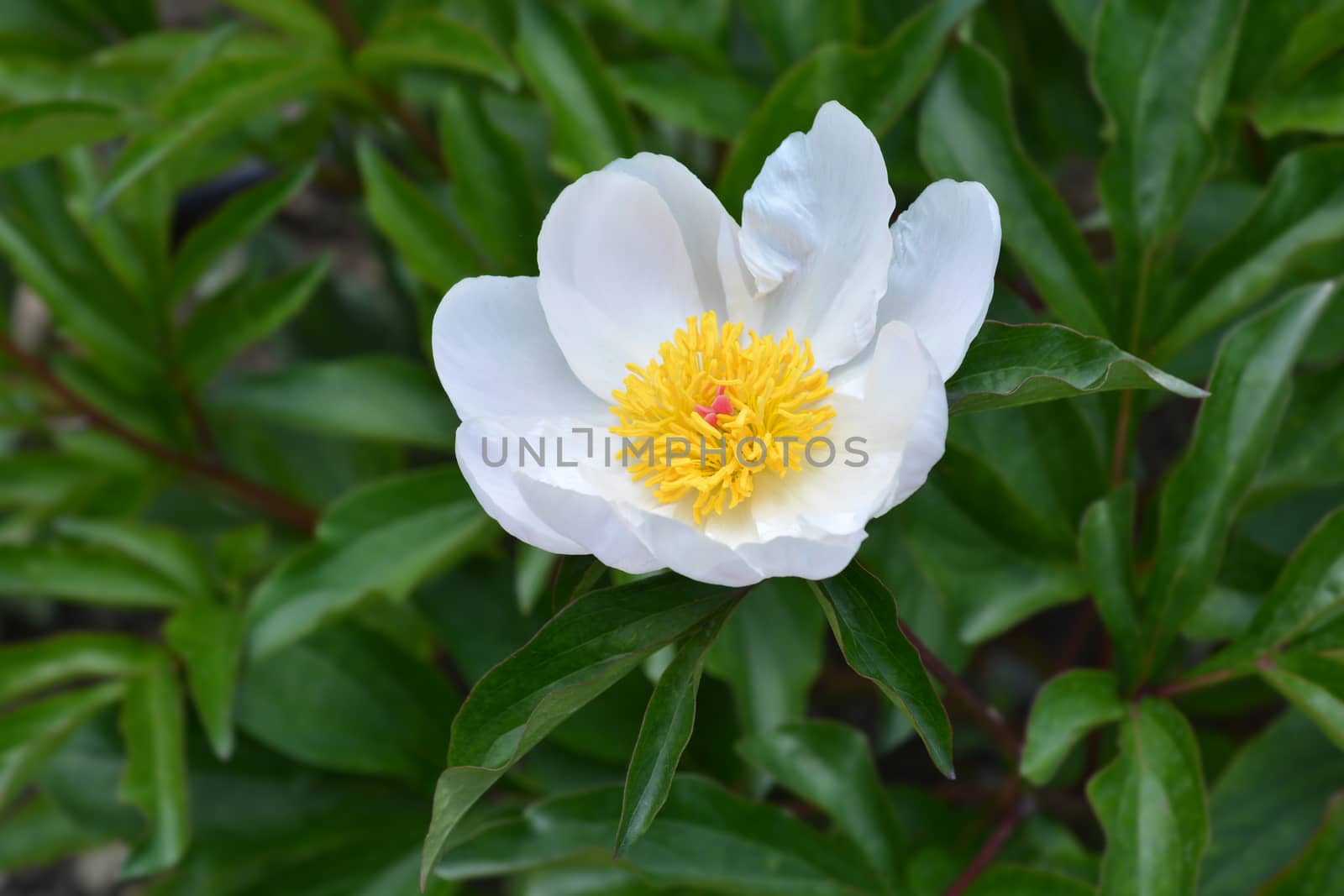 White Fragrant peony - Latin name - Paeonia lactiflora