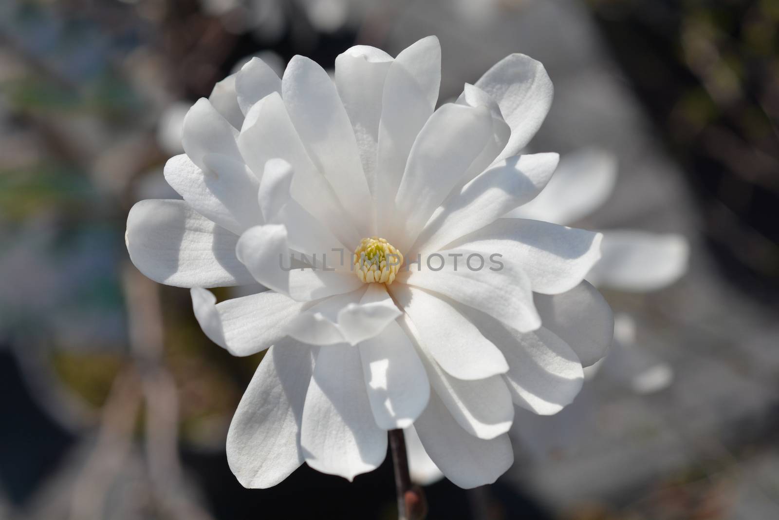 Star magnolia flower bud - Latin name - Magnolia stellata