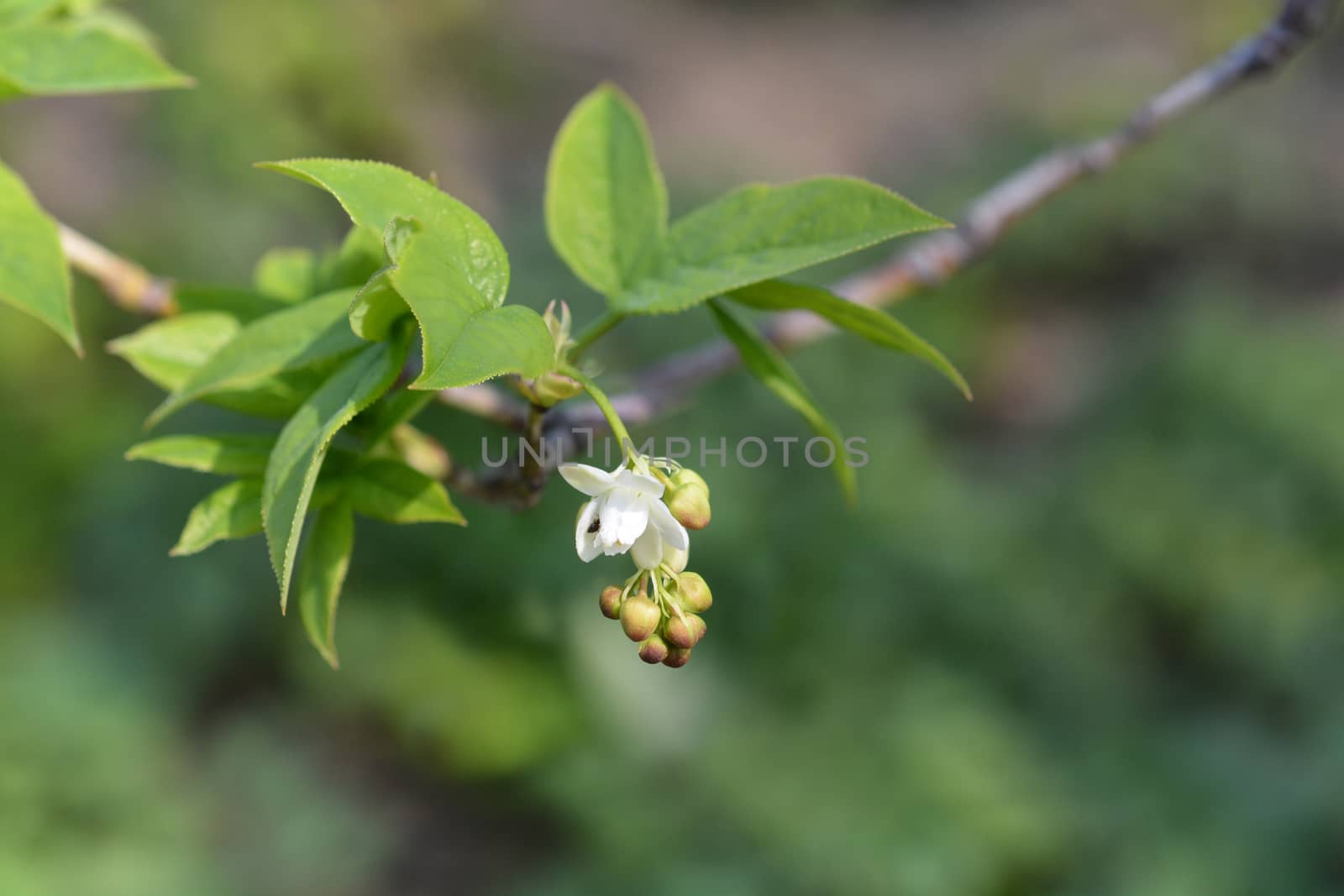 European bladdernut flower - Latin name - Staphylea pinnata