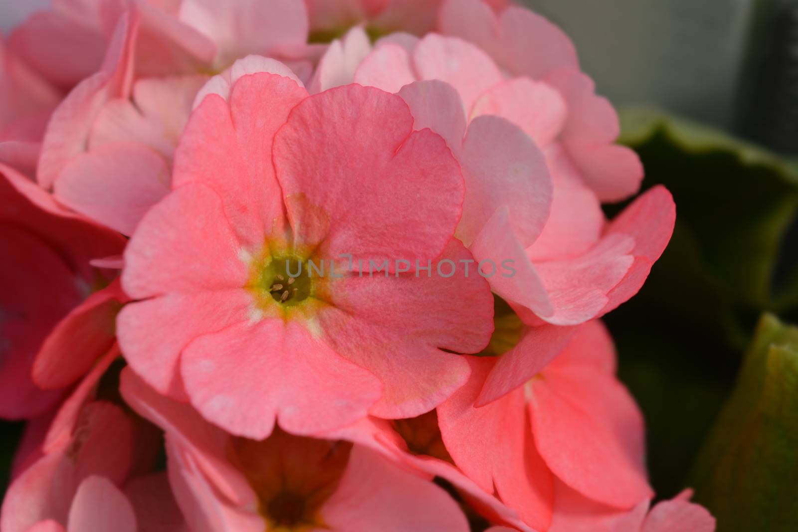 Pink Poison primrose - Latin name - Primula obconica