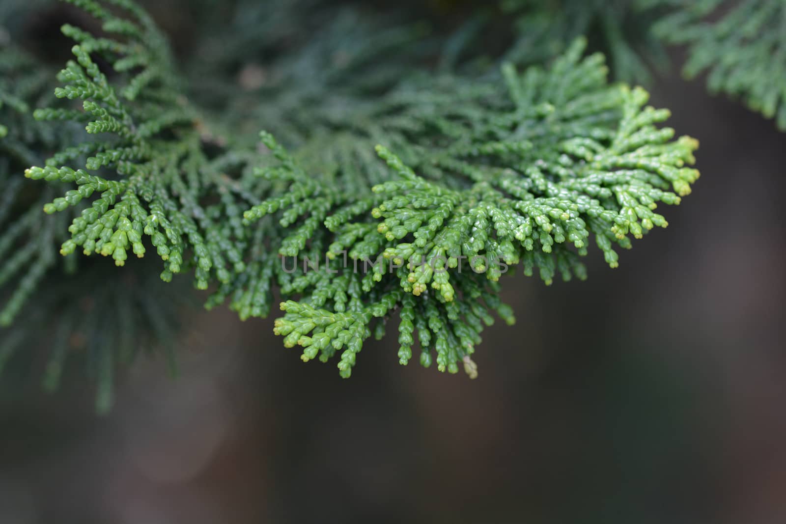 Graceful Hinoki cypress - Latin name - Chamaecyparis obtusa Gracils